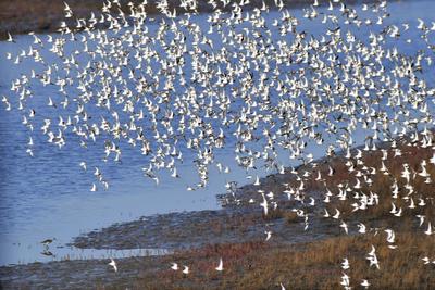 万鸟齐飞大地景观！这个湿地公园值得打卡