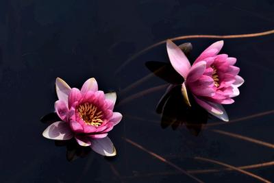 初夏最美的花事！世博园中华睡莲池初绽
