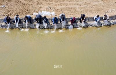 中秋就能见面！崂山第一鱼，2000尾仙胎鱼苗放流水系