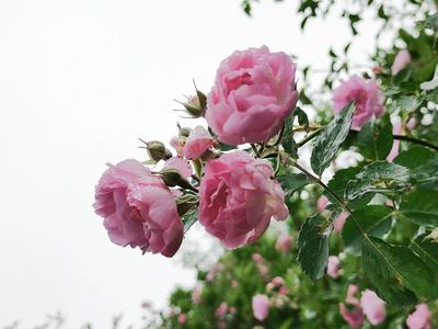 海尔路：细雨+蔷薇,这条路边就能赏花！ | 百年·百街⑦