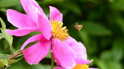 蔷薇、芍药、鸢尾……西海岸花都艺博园高颜值镜头，美得不像话！