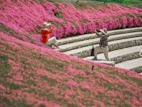 绝美花海！世博园大片芝樱花还在盛开|云游青岛