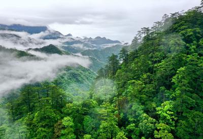 福建武夷山：雨水润泽，山林更显秀美