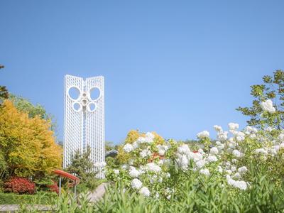 初夏里的小清新？绣球荚蒾开啦