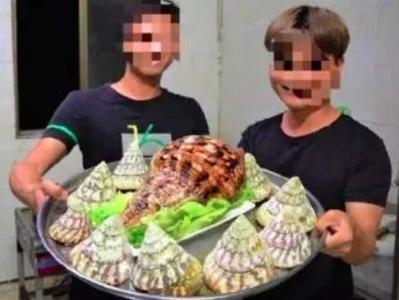 食用国家二级保护动物“法螺”，美食博主被刑拘