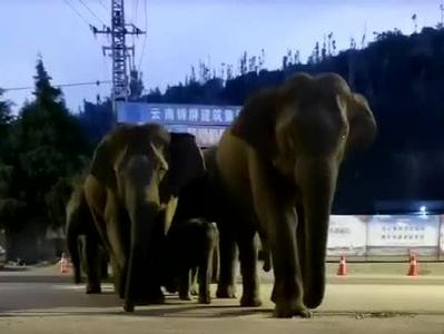 云南15头亚洲象“逛吃”到县城，当地发布防范公告