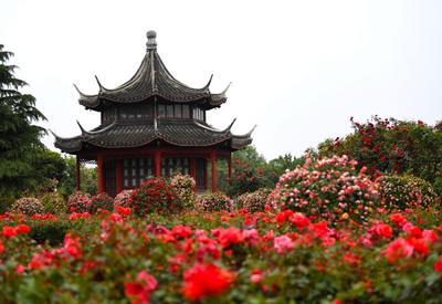 河南：月季花开，飘香南阳
