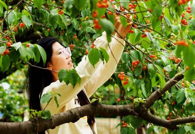 等到了！五月的青岛终于开启“樱桃时间”