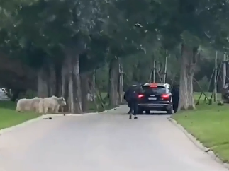 游客擅自下车逼停小火车，北京野生动物园通报