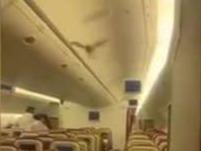 印度一航班因客舱内发现蝙蝠折返