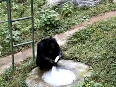 黑猩猩竟然酷爱洗衣服？网友：比我男朋友还勤快