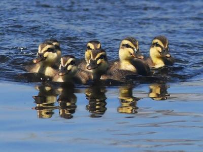 白沙河湿地添新景象，野鸭妈妈天天来遛娃