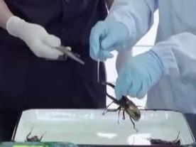 海关截获3只活体大力神甲虫，能轻松咬断一根铅笔