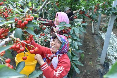 “园区+标准化”提升樱桃产业