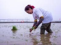 盐碱地飘稻花香！袁隆平在青岛播种的海水稻茁壮成长