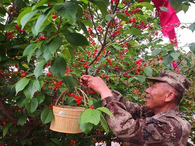 4000多亩山色峪樱桃熟了