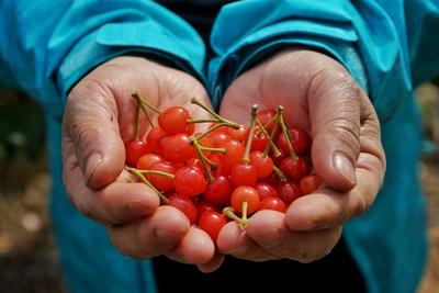 青岛这里的樱桃“小脸”红啦！快来尝鲜