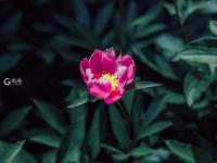 看！牡丹与园林的绝妙搭配都在这儿|云游青岛