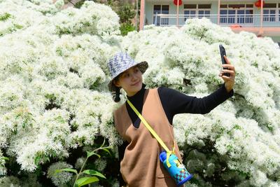 “飘雪”啦！城阳300岁流苏树迎来盛花期