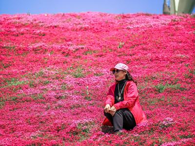 绝美花海！世博园大片芝樱花还在盛开|云游青岛