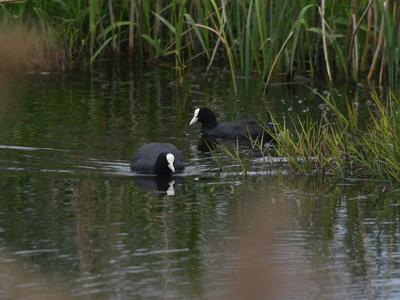 水清岸绿鸟来栖，好一幅湿地生态画卷！