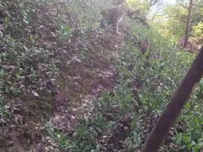 杭州有村民拍到疑似豹子照片，官方正核实