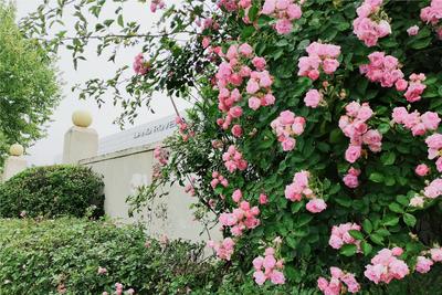 海尔路：细雨+蔷薇,这条路边就能赏花！ | 百年·百街⑦