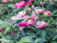 看！牡丹与园林的绝妙搭配都在这儿|云游青岛