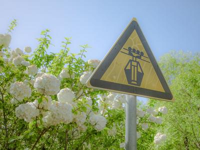 初夏里的小清新？绣球荚蒾开啦