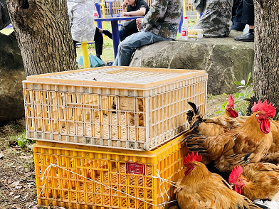 杭州出逃的第三只豹子还没影儿，诱捕用的90只活鸡一只都没少