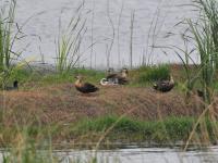 水清岸绿鸟来栖，好一幅湿地生态画卷！