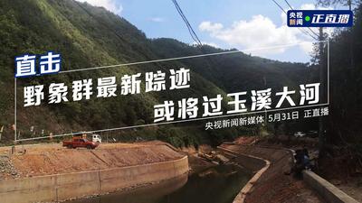 回放 | 野象群最新踪迹 或将过玉溪大河 