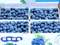 “黄岛蓝莓季”正式开嗨！小小果子玩出大产业