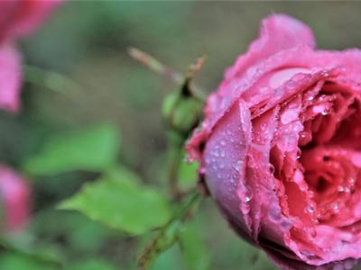 天然氧吧植物园走一走，雨中凝露似水晶
