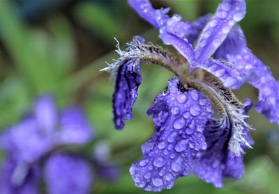 天然氧吧植物园走一走，雨中凝露似水晶