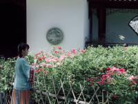 看！牡丹与园林的绝妙搭配都在这儿|云游青岛