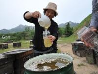 世界蜜蜂日：5月槐花香采蜜正当时，这一家人将“甜蜜事业”进行到底！