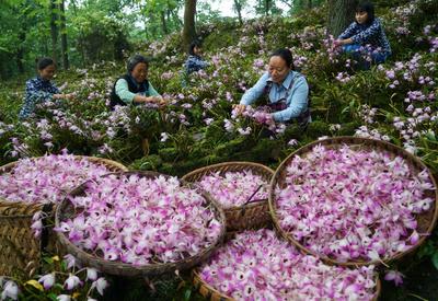 贵州赤水：金钗石斛花开出“美丽经济”