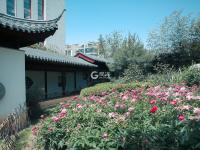 看！牡丹与园林的绝妙搭配都在这儿|云游青岛