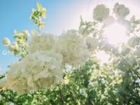 初夏里的小清新？绣球荚蒾开啦