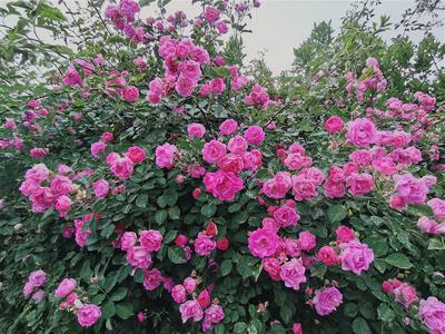 海尔路：细雨+蔷薇,这条路边就能赏花！ | 百年·百街⑦