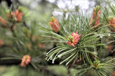 天然氧吧植物园走一走，雨中凝露似水晶