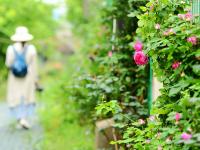 蔷薇、芍药、鸢尾……西海岸花都艺博园里鲜花盛开，美得不像话！