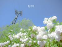 初夏里的小清新？绣球荚蒾开啦