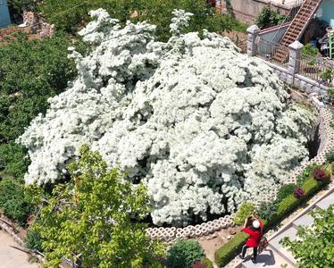 “飘雪”啦！城阳300岁流苏树迎来盛花期