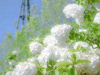 初夏里的小清新？绣球荚蒾开啦