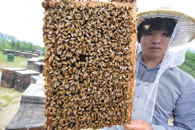 世界蜜蜂日：5月槐花香采蜜正当时，这一家人将“甜蜜事业”进行到底！