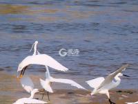 大卢河入海口、城市阳台…西海岸隐珠街道20张美图，约么