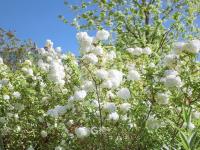 初夏里的小清新？绣球荚蒾开啦