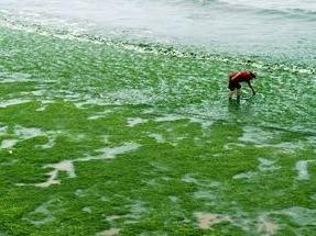 青岛牵头编制绿潮调查监测行业标准，提高预警预报和防控能力